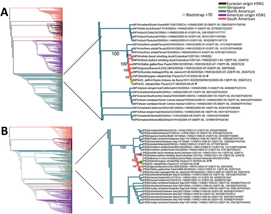 Maximum-likelihood phylogenies of NP and PB2 internal genes from divergent highly pathogenic avian influenza A(H5N1) clade 2.3.4.4b virus, São Paulo, Brazil, 2025. A) Alignment of NP internal gene sequences. B) Alignment of PB2 internal gene sequences. Asterisks (*) indicate sequences generated in this study. Numbers at major nodes indicate percent bootstrap values based on 1,000 replications. NP, nucleoprotein; PB2, polymerase basic 2.