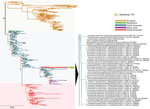 Phylogenetic tree of hemagglutinin gene from divergent highly pathogenic avian influenza A(H5N1) clade 2.3.4.4b virus, São Paulo, Brazil, 2025. Maximum-likelihood phylogenetic tree (left) showing alignment of global hemagglutinin gene sequences. Inset (right) shows closest related hemagglutinin gene sequences to those from this study denoted by asterisks (*). Scale bar indicates nucleotide substitutions per site. 