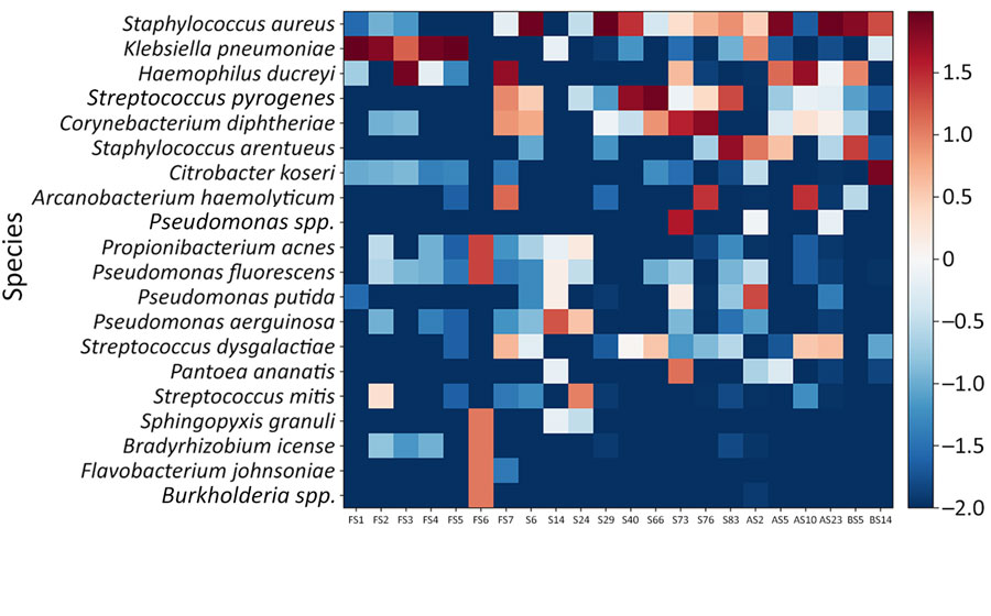 Heatmap of bacterial species investigated from study of Haemophilus ducreyi bacteria causing cutaneous ulcer outbreak in children, Sierra Leone, December 2025. Values are shown as log10(abundance + 0.01)%. Metagenomic analysis based on the DNBSEQ-G99 sequencing platform (MGI Tech, https://www.mgi-tech.com). The heatmap revealed that H. ducreyi, the third most abundant bacterium, was the most suspected causative agent through 22 skin swab samples. The samples were designated as follows: FS, samples collected on November 18, 2025; S, samples collected on December 12, 2025; AS and BS, samples collected on December 18, 2025.