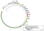 Maximum-likelihood phylogenetic tree of APMV-1 from study of a fatal infection with dengue virus and avian orthoavulavirus 1 in traveler from Saudi Arabia, 2025. The tree was inferred from 120 complete APMV-1 clade II genomes retrieved from GenBank. Black stars indicate sequences obtained from the patient’s liver biopsy and plasma samples, which cluster within subgenotype VI.2.1.2 (inset). Scale bar indicates nucleotide substitutions per site. APMV-1, avian paramyxovirus type-1.