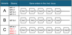Structural variants of the trwL locus among Bartonella quintana strains from Japanese macaques in study at primate research institute, Japan. We reviewed 3 structural variants (A–C) of the trwL locus as previously described (21). Red text indicates representative strains analyzed in this study, which were classified as variant C.