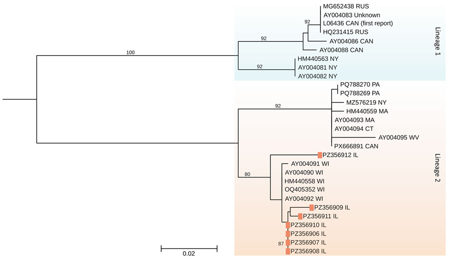 Maximum-likelihood phylogenetic tree of Powassan 3′ untranslated region created for study of Powassan virus in Ixodes scapularis tick populations, Illinois, USA, 2025. Branch lengths estimated using Hasegawa-Kishino-Yano substitution model with a gamma-distributed rate variation across 4 site categories. Bootstrap values >80% (1,000 replicates) are shown. Orange squares indicate samples from this study, clustering within lineage II together with samples previously detected in Wisconsin, USA. CAN, Canada; RUS, Russia.