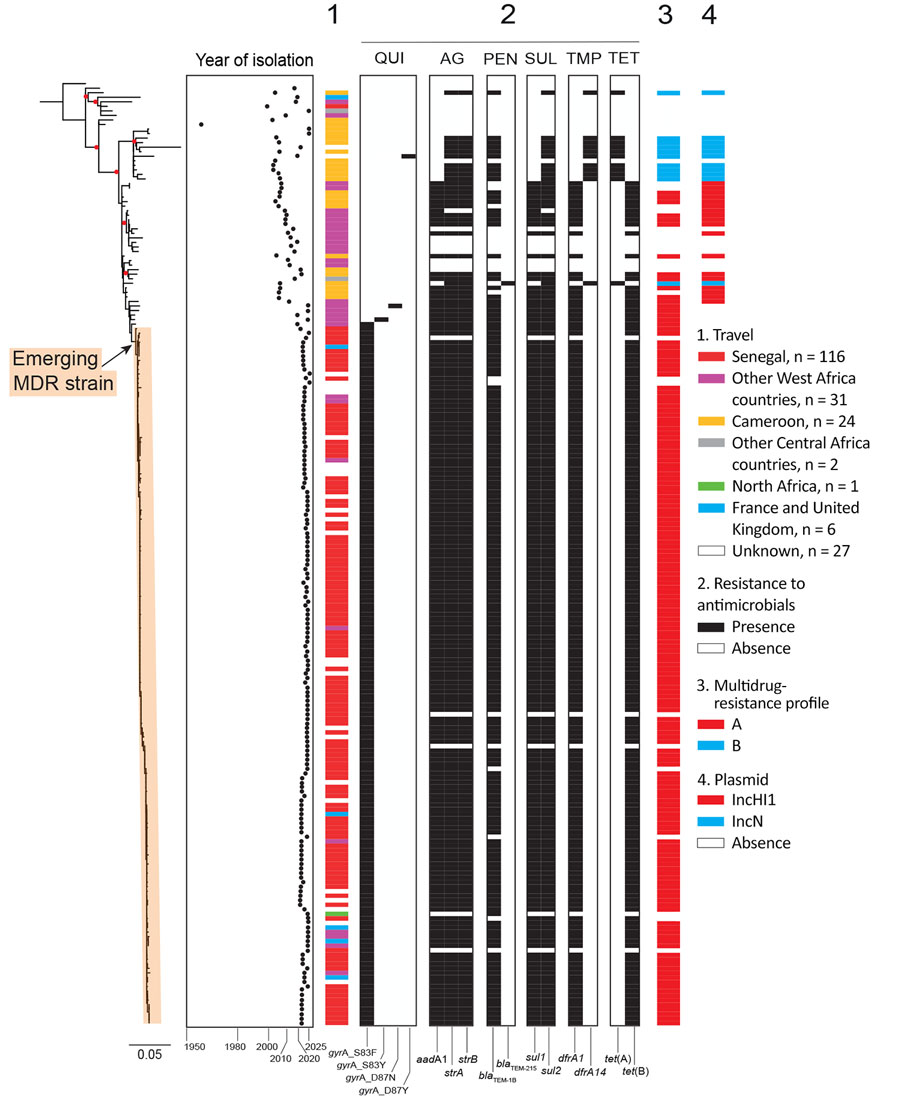 Maximum-likelihood phylogeny of 208 Salmonella enterica serovar Typhi isolates in study of emergence of genotype 2.3.1 MDR Salmonella Typhi strain, West Africa, 2021–2025. Included are 207 genotype 2.3.1 isolates (167 from France’s National Reference Center for Escherichia coli, Shigella, and Salmonella and 40 published genomes) and the reference genome CT18. CT18 (genotype 3.2.1) was used as the outgroup of the tree (its associated characteristics in terms of geographic origin, antimicrobial-resistance genes, and plasmid types are not indicated). Red color on dendrogram indicates nodes with bootstrap support >98%. Light orange rectangle indicates emerging MDR strain. Year of isolation is indicated, together with the travel information (when available) for the isolate, to the right of the tree, because those parameters serve as a proxy for the probable origin of the isolates. Resistance to certain antimicrobial drugs and the presence (black) or absence (white) of antimicrobial-resistance genes (names given along bottom of tree) also are indicated to the right of the tree. The MDR profiles are indicated in red (for profile A; blaTEM-1, strA, strB, aadA1, sul1, sul2, dfrA1, and tet(B)) or blue (for profile B; blaTEM-1–like, strA, strB, sul2, dfrA14, and tet(A)). The presence of plasmid markers is indicated in blue (for IncN) or red (for IncHI1). Scale bar indicates number of nucleotide substitutions per variable site. Information displayed in this figure can be found for each individual strain in Appendix 2 (https://wwwnc.cdc.gov/EID/article/32/10/26-0813-App2.xlsx). AG, aminoglycosides; MDR, multidrug-resistant; PEN, penicillins; QUI, quinolones; SUL, sulfonamides; TET, tetracyclines; TMP, trimethoprim.