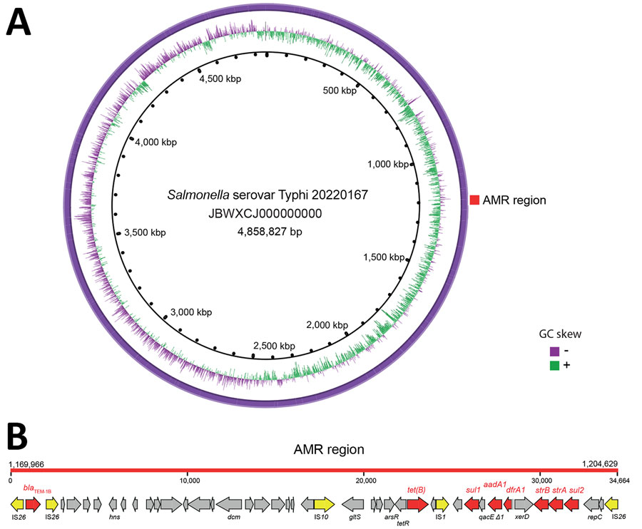 Chromosomal integration of an AMR region derived from an IncHI1 plasmid in in study of emergence of genotype 2.3.1 multidrug-resistant Salmonella enterica serovar Typhi strain, West Africa, 2021–2025. A) Circular representation of the complete genome of isolate 202210167, a representative isolate of the emerging strain. Red square indicates the chromosomally integrated 34,664-bp AMR region in the external ring. B) Linear representation of the integrated AMR region containing the 8 AMR genes identified in the emerging strain (red indicates AMR genes, yellow indicates insertion sequences, and gray indicates other genes). AMR, antimicrobial resistance.
