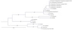 Phylogenetic tree of Trichophyton species inferred from sequence variation in the full-length squalene epoxidase (sqle) gene in study of dual PCR–Sanger sequencing assay for simultaneous sqle-based identification and resistance detection in Trichophyton species. Within the T. mentagrophytes species complex, isolates identified as T. mentagrophytes represented ITS genotypes III, III*, IV, and VII.  The remaining T. mentagrophytes isolates formed 2 consensus sequences that did not show 100% identity to any sequence in GenBank and were designated DK-I and DK-II. Scale bar indicates number of substitutions per site. 