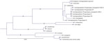 Phylogenetic tree of Trichophyton species inferred from sequence differences in the partial 388-bp squalene epoxidase (sqle) gene fragment in study of dual PCR–Sanger sequencing assay for simultaneous sqle-based identification and resistance detection in Trichophyton species. Within the T. mentagrophytes species complex, isolates identified as T. mentagrophytes represented ITS genotypes III, III*, IV, and VII. The remaining T. mentagrophytes isolates formed 2 consensus sequences that did not show 100% identity to any sequence in GenBank and were designated DK-I and DK-II. Scale bar indicates number of substitutions per site. 