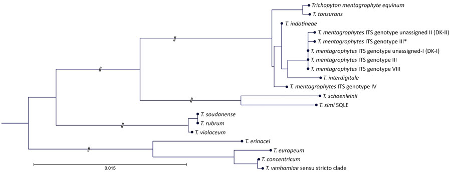 Phylogenetic tree of Trichophyton species inferred from sequence differences in the partial 388-bp squalene epoxidase (sqle) gene fragment in study of dual PCR–Sanger sequencing assay for simultaneous sqle-based identification and resistance detection in Trichophyton species. Within the T. mentagrophytes species complex, isolates identified as T. mentagrophytes represented ITS genotypes III, III*, IV, and VII. The remaining T. mentagrophytes isolates formed 2 consensus sequences that did not show 100% identity to any sequence in GenBank and were designated DK-I and DK-II. Scale bar indicates number of substitutions per site.