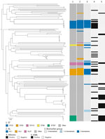 Maximum-likelihood phylogeny of 164 isolates from study of 5-biomarker definition for hypervirulent Klebsiella pneumoniae bloodstream infection and abscess complications, Japan, 2022–2024. The tree was inferred from a recombination-filtered core genome single-nucleotide polymorphism alignment. Annotation tracks indicate the ST, KL capsule type, biomarker group, abscess complication, and ESBL status. ESBL, extended-spectrum β-lactamase; KL, K-locus; ST, sequence type.