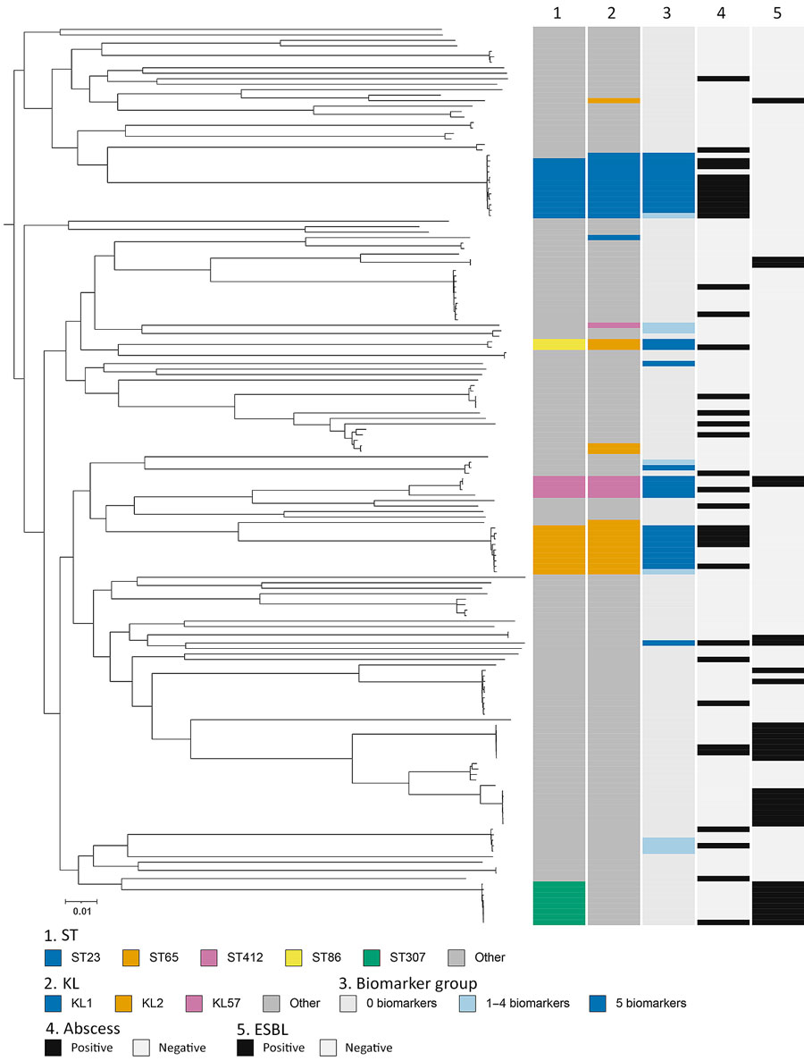 Maximum-likelihood phylogeny of 164 isolates from study of 5-biomarker definition for hypervirulent Klebsiella pneumoniae bloodstream infection and abscess complications, Japan, 2022–2024. The tree was inferred from a recombination-filtered core genome single-nucleotide polymorphism alignment. Annotation tracks indicate the ST, KL capsule type, biomarker group, abscess complication, and ESBL status. ESBL, extended-spectrum β-lactamase; KL, K-locus; ST, sequence type.