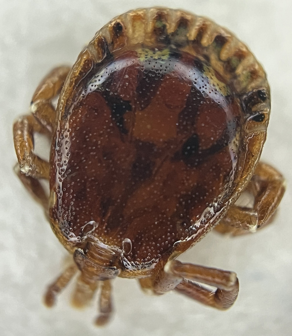 Adult male lone star tick (Amblyomma americanum) from study of southern tick–associated rash illness in pediatric patient, New York, USA, 2025. The tick was removed from the patient 12 days before rash onset.