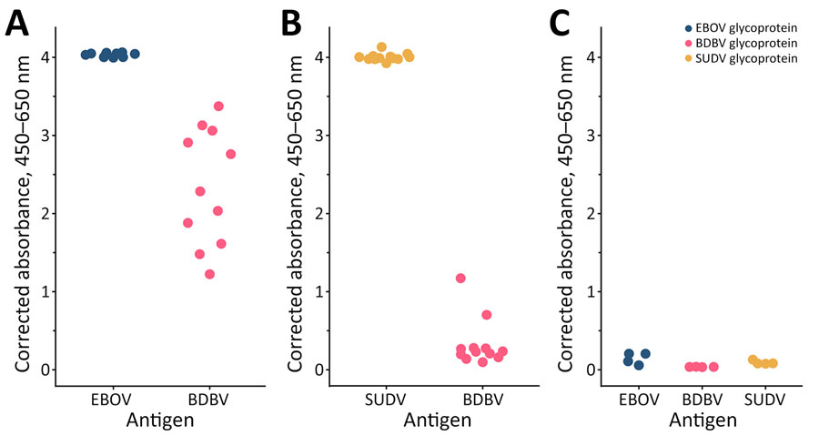 Detection of EBOV glycoprotein–, BDBV glycoprotein–, and SUDV glycoprotein–specific IgG in rVSV-EBOV– and rVSV-SUDV–vaccinated ferrets and controls in study of antibodies cross-reactive with BDBV in ferrets vaccinated with EBOV vaccine. Ferrets were vaccinated with 2 × 105 plaque-forming units of either rVSV-EBOV or rVSV-SUDV. Control animals received saline only. On day 27 postvaccination, serum samples were collected. Serum was diluted 1:400 and assayed by indirect ELISA. Data shown are corrected absorbance levels calculated by subtracting the absorbance at 650 nm from the absorbance at 450 nm. BDBV, Bundibugyo virus; EBOV, Ebola virus; rVSV-EBOV, recombinant vesicular stomatitis virus–based vaccine encoding the Ebola virus glycoprotein; rVSV-SUDV, recombinant vesicular stomatitis virus–based vaccine encoding the Sudan virus glycoprotein. 
