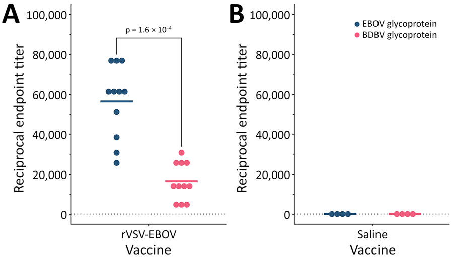 Endpoint titers of EBOV glycoprotein– and BDBV glycoprotein–specific IgG in rVSV-EBOV– vaccinated ferrets and controls in study of antibodies cross-reactive with BDBV in ferrets vaccinated with EBOV vaccine. Serial dilutions of serum were assayed by indirect ELISA. Date shown are reciprocal endpoint titers exceeding the cut-off value of the mean plus 3 times the SD of the 1:400 dilution of prevaccination serum collected from all ferrets. Horizontal colored lines represent the mean reciprocal endpoint titers. The dashed line at a reciprocal endpoint titer of 400 represents the lower limit of detection of the assay. BDBV, Bundibugyo virus; EBOV, Ebola virus; rVSV-EBOV, recombinant vesicular stomatitis virus–based vaccine encoding the Ebola virus glycoprotein.