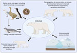 Potential mechanisms of transmission for highly pathogenic avian influenza viruses to polar bears, including direct contact through mucosal or nasal secretions, scavenging dead birds or bird eggs, eating infected mammals, and mother-to-offspring transmission through lactation.