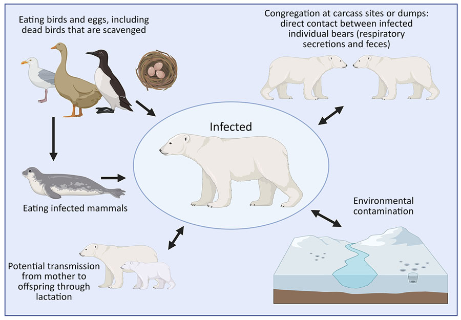 Potential mechanisms of transmission for highly pathogenic avian influenza viruses to polar bears, including direct contact through mucosal or nasal secretions, scavenging dead birds or bird eggs, eating infected mammals, and mother-to-offspring transmission through lactation.