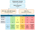 Interpretation of dual duplex RT-dPCR results for differentiating avian and seasonal influenza A viruses in wastewater. Extracted RNA from wastewater samples is analyzed by using the JRC-HA and JRC-MP duplex assay for detection of HPAI A(H5Nx) clade 2.3.4.4b viruses and the influenza A and B components of the CDC influenza and SARS-CoV-2 multiplex assay for broad influenza A virus surveillance. Results from both assays are then integrated to classify wastewater detections according to the presence, absence, and relative signal intensity of assay targets. Detection patterns are interpreted as indicating no influenza A virus detected, seasonal influenza A early warning, seasonal influenza A circulation, possible LPAI or non–clade 2.3.4.4b HPAI virus, HPAI A(H5Nx) clade 2.3.4.4b circulation, or co-circulation of HPAI A(H5Nx) clade 2.3.4.4b and seasonal influenza A viruses. Minus signs (−) indicate no target detection; increasing numbers of plus signs (+ to ++++) indicate increasing relative assay signal. CDC, Centers for Disease Control and Prevention; HA, hemagglutinin; HPAI, highly pathogenic avian influenza; JRC, Joint Research Centre hemagglutinin; LPAI, low pathogenicity avian influenza; MP, matrix protein; RT-dPCR, reverse transcription digital PCR.
