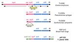 Thumbnail of Genetic organization of the strA-strB genes. Schematic representation of the regions of Tn5393 and derivatives and of plasmids RSF1010, and pIP1203 carrying the strA and strB genes. IR, inverted repeat; tnpA, transposase; res, resolution site; tnpR, resolvase; IS1133 and IS6100, insertion sequences; korB and incC, genes homologous to those involved in regulation and partition of plasmid R751, respectively; oriV, origin of vegetative replication of R751. Direction of gene transcripti