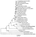 Thumbnail of Phylogenetic tree of members of the genus Rickettsia inferred from comparison of gltA sequences by using the neighbor-joining method. Bootstrap values for the nodes are indicated.