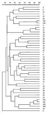 Thumbnail of Percentages of genetic similarity between 47 XbaI-PFGE clonal types from 76 Stenotrophomonas maltophilia strains isolated in 25 cystic fibrosis patients of the same unit, 1991-1998.