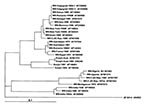Thumbnail of Phylogenetic trees based on nucleic sequence data of E-glycoprotein gene fragment of 165 bp. The trees were constructed with the program CLUSTAL by using the Neighbor Joining method of Saitou and Nei with bootstrapping. Tree is rooted by using Japanese encephalitis sequence as an outgroup. The designation of isolates corresponds to that in publications (5,10), where details of isolate history are given. Alignments used for analysis are available upon request from the authors. WN vir