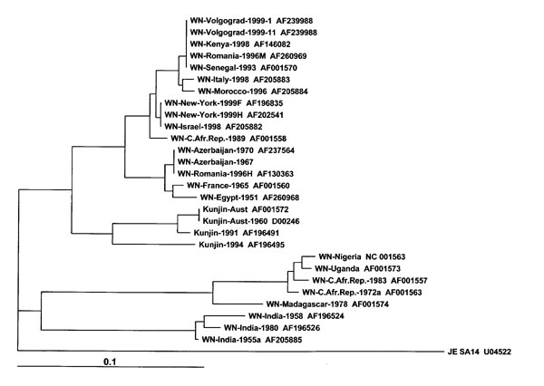 Phylogenetic trees based on nucleic sequence data of E-glycoprotein gene fragment of 165 bp. The trees were constructed with the program CLUSTAL by using the Neighbor Joining method of Saitou and Nei with bootstrapping. Tree is rooted by using Japanese encephalitis sequence as an outgroup. The designation of isolates corresponds to that in publications (5,10), where details of isolate history are given. Alignments used for analysis are available upon request from the authors. WN virus strains us