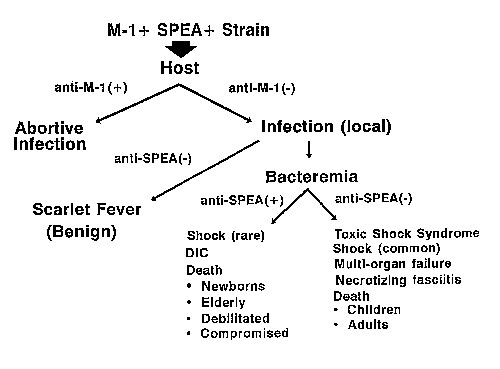 Toxic Shock Syndrome - Infectious Dis. - Medbullets Step 2/3