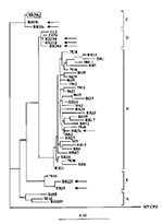Thumbnail of Phylogenetic classification of HIV-1 strains in dually infected patients. HIV-1 sequences from dual infections (Br5, 19, 20, and 22) are indicated by arrows, and the major strain in the infected child (Br30) is boxed. The tree was constructed on the basis of the DNA sequences of the protease gene by using the maximum likelihood method with the fast DNAml program (6). SIV-cpz protease sequence was used as an outgroup. The distinct HIV-1 subtypes are delineated. The scale bar shows th
