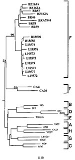 Thumbnail of Phylogenetic relationship between Romanian and Brazilian subtype F nucleotide sequences. The tree was constructed by using the neighbor joining method included in the Phylipi 3.5c package (7). Three hundred and two aligned nucleotides from the envelope C2-V3 region were used for analysis. The vertical distance between the branches is noninformative and for clarity only. Numbers at the branch nodes indicate bootstrap values. The nucleotide sequence distance among strains can be deduc