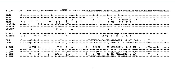 Alignment of deduced amino acid sequences for envelope C2-V3 region of Brazilian and two representative Romanian HIV-1F subtype strains and their comparison with Cameroonian sequenes and the consensus sequences for some other subtypes. F CON represents consensus amino acid sequence (single letter code) for the Romanian and Brazilian F subtype HIV-1 viruses presented in this figure. Consensus sequences for the other subtypes are from Ref. 1. Amnio acids identical to the F CON are shown as a dash,