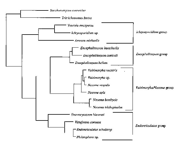 Cladogram representing the phylogenic relationship of several microsporidial genera as determined by small subunit ribosomal DNA sequence similarity. The human pathogens can be found in the Encephalitozoon group and the Endoreticulatus group. (Reprinted with permission from ref. 35.)