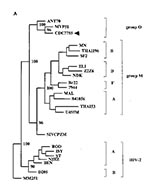Thumbnail of Phylogenetic analysis of the prt and env gene sequences. The patient's isolate is indicated by the arrow. The trees were constructed on the basis of the proviral DNA sequences for the protease gene (A) by the neighbor-joining method in the Phylip 3.5c package (2) and 230 aligned nucleotides from the C2V3 region of the env gene of Group O isolates (B) by using the maximum likelihood method with the fast DNAml program (1). Numbers at the branch nodes within the protease tree indicate