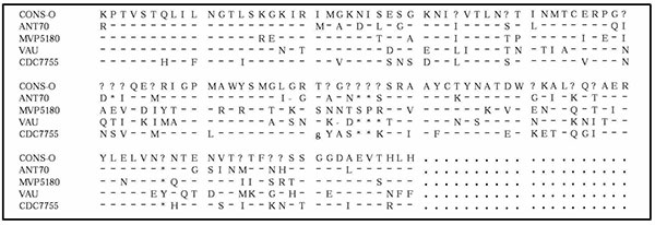 Alignment of deduced amino acid sequences of the env C2V3 region of the CDC7755 strain with those of three representative Group O Cameroonian strains (ANT70C, MVP5180 and FR.VAU). The CONS-O represents the consensus amino acid sequence derived from the four strains presented in this alignment. (?) represents positions where a consensus could not be derived. (-) indicates identical amino acids with the CONS-O and (*) indicates gaps (insertion\deletions) that were introduced to align the sequences