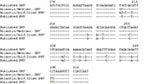 Thumbnail of Partial nucleotide sequence of DMV and PMV morbillivirus P gene compared with published DMV and PMV sequences (12). Primer sequences used were 5'-ATC TGC TCC CAG GAT TAA GGT CGA-3' (forward) and 5'-CGG GAT TGG TGG GAC CTT TA-3' (reverse). RT- PCR was performed (11). PCR products were cycle sequenced (20) or cloned into PDK101 (21) and sequenced by using T7 Sequenase (Amersham Corporation, Arlington Heights, IL) according to the manufacturer’s instructions.