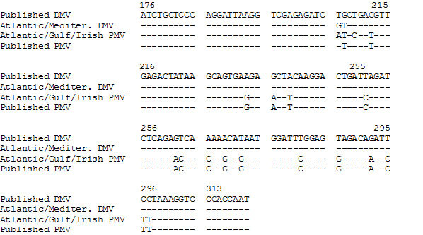 Partial nucleotide sequence of DMV and PMV morbillivirus P gene compared with published DMV and PMV sequences (12). Primer sequences used were 5'-ATC TGC TCC CAG GAT TAA GGT CGA-3' (forward) and 5'-CGG GAT TGG TGG GAC CTT TA-3' (reverse). RT- PCR was performed (11). PCR products were cycle sequenced (20) or cloned into PDK101 (21) and sequenced by using T7 Sequenase (Amersham Corporation, Arlington Heights, IL) according to the manufacturer’s instructions.