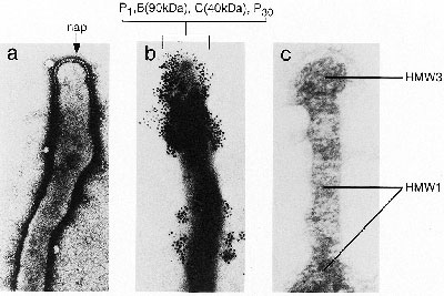 Transmission electron photomicrographs of the specialized tip organelle of cytadherence-positive M. pneumoniae demonstrating a) truncated structure with nap, b) clustering of cytadherence-related proteins (P1, B, C, P30) at the tip based on immunolabeling with ferritin and colloidal gold and crosslinking studies, and c) Triton X-100-resistant, cytoskeleton-like, structure with distinct bleb and parallel filaments (14,43,45,46).
