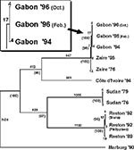 Thumbnail of Phylogenetic tree showing the relationship between the Ebola viruses that caused outbreaks of disease in Gabon and previously described filoviruses (5). The entire coding region for the glycoprotein gene of the viruses shown was used in maximum parsimony analysis, and a single most parsimonious tree was obtained. Numbers in parentheses indicate bootstrap confidence values for branch points and were generated from 500 replicates (heuristic search). Branch length values are also shown