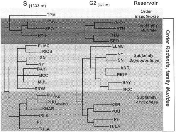 Phylogeny of hantaviruses and their relationships to natural reservoirs. The trees were constructed by comparing the complete coding regions of the S segments of hantaviruses or of 330 nucleotides corresponding to those of the M segment of Hantaan virus (strain 76118) from nucleotides 1987 to 2315. Abrreviations for viruses are as in Table 1. For each analysis, a single most parsimonious tree was derived by using PAUP 3.1.1 software. For the S segment tree, boostrap values resulting from 100 rep