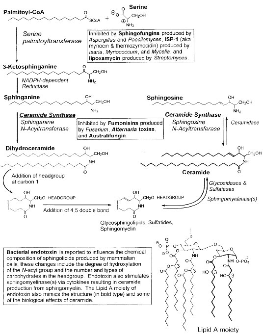 Sites of impact of endotoxin and mycotoxins on sphingolipid metabolism. In PKD, renal sphingolipid formation is altered. Such compromised sphingolipid pathways would be expected to be vulnerable to these highly potent microbial toxins, especially during chronic exposure within renal cysts.