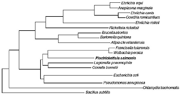 ( 2% divergence) Phylogenetic relationships of Piscirickettsia salmonis, selected rickettsiae and bacteria. Evolutionary distances were calculated by the method of Jukes and Cantor (34). After eliminating regions of ambiguity and uncertain homology 1,313 positions of the 16S rDNA gene were compared.