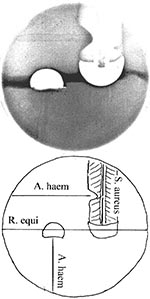 Thumbnail of Cooperative (and antagonistic) hemolytic reactions on sheep blood agar, demonstrating cooperative hemolysis between Rhodococcus equi, Arcanobacterium haemolyticum, and Staphylococcus aureus. Partial hemolysis by S. aureus (cross-hatched on diagram) is inhibited in the proximity of A. haemolyticum.