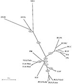 Thumbnail of Dendrogram of Old World hantaviruses (upper, left, and lower part of the tree) vs. New World hantaviruses (right part of the tree). Reproduced with permission (42). Branch lengths are proportional to genetic distances. The bootstrap support percentages of particular branching points calculated from 500 replicates are given in ovals. HTN = Hantaan virus, strain 76-118; SEO = Seoul virus, strain SR-11; DOB = Dobrava virus, PH = Prospect Hill virus; TUL = Tula virus, strains Tula/76Ma/