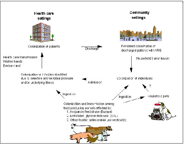 Potential interaction between community and health-care settings in the transmission of VRE.