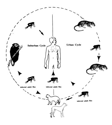 Urban and suburban life cycles of Rickettsia and mammalian hosts.