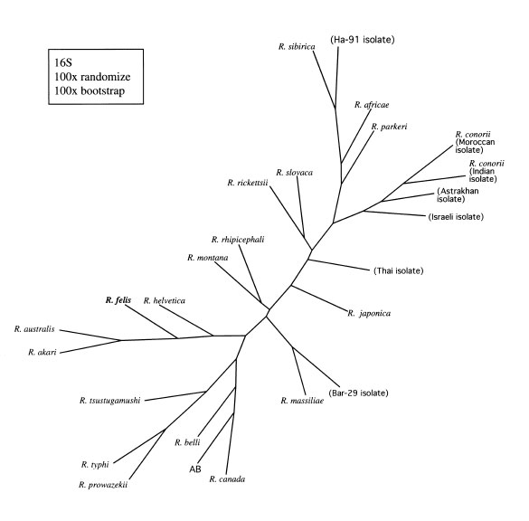 Consensus parsimony cladogram of rickettsial 16S ribosomal RNA sequences shows that R. felis (in bold) is a member of the spotted fever group.