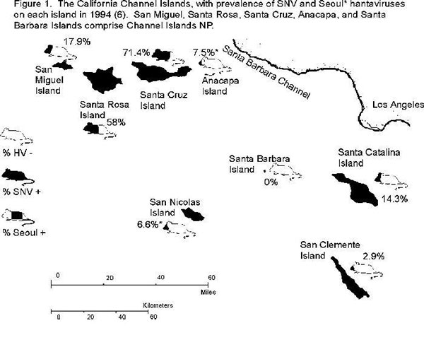 The California Channel Islands, with prevalence of Sin Nombre virus (SNV) and Seoul* hantaviruses on each island in 1994 (6). Channel Islands National Park comprises San Miguel, Santa Rosa, Santa Cruz, Anacapa, and Santa Barbara Islands.