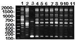 Thumbnail of RAPD (method II) patterns of MG vaccine strains (lanes 1-2) and isolates from house finches (lanes 4-11), and M. imitans type strain (lane 3). DNA base pair size standards are shown on the left. Lane 1 = ts-11; lane 2 = 6/85; lane 3 = M. imitans; lane 4 = K3839; lane 5 = K4013; lane 6 = K4013; lane 7 = K4117; lane 8 = 7994; lane 9 = 1652442; lane 10 = K4058; lane 11 = K4269. An additional RAPD primer set (method II) was used to determine whether method I accurately determined MG str