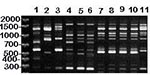 Thumbnail of RAPD (method I) patterns of MG vaccine strains (lanes 1-3), isolates from songbirds (lanes 4-6), and isolates from commercial poultry (lanes 7-11). DNA base pair size standards are shown on the left. Lane 1 = ts-11; lane 2 = F; lane 3 = 6/85; lane 4 = 7994 (house finch); lane 5 = 17794 (house finch); lane 6 = 1596 (American goldfinch); lanes 7-10 = separate isolates made from commercial turkeys; lane 11 = isolate from commercial chickens.