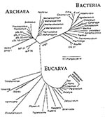 Thumbnail of The three-domain tree of life based on small-subunit rRNA sequences. Reprinted with permission of Norman R. Pace and ASM News. ASM News 1996;62 (9<!-- Q1 -->):464.