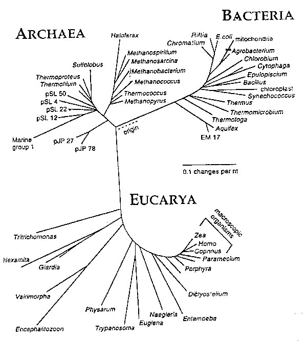 The three-domain tree of life based on small-subunit rRNA sequences. Reprinted with permission of Norman R. Pace and ASM News. ASM News 1996;62 (9<!-- Q1 -->):464.