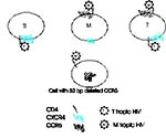 Thumbnail of Corrected figure for Figure 2, p<!-- Q3 -->. 264