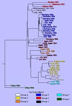 Thumbnail of Phylogenetic tree showing genetic relationships between the eight genetic groups of measles virus associated with U.S. outbreaks and cases since 1988. The location and year of isolation is given for each virus. Viruses not assigned to one of the eight groups are labeled in brown. The unrooted tree is based on the sequence of the protein coding region of the H gene (1854 nt). Wt-Edmonston = low passage seed of the original Edmonston isolate. SSPE = sequences obtained from cases of su